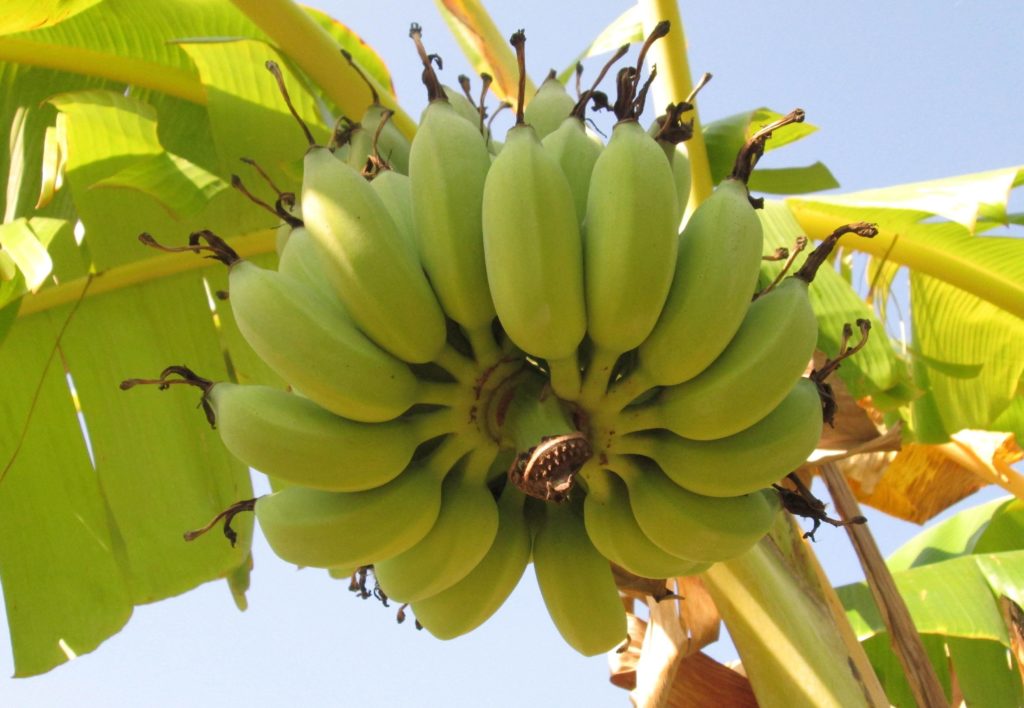 Бананы - польза или вред?