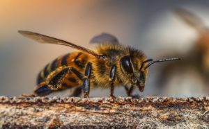 Апитерапия или лечение пчелами