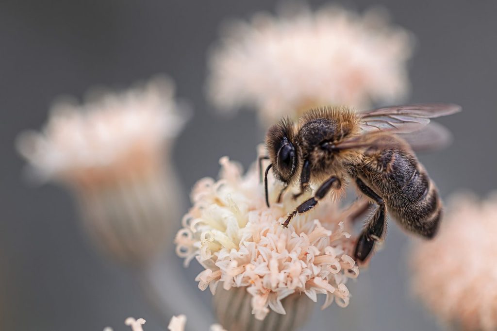 Апитерапия или лечение пчелами
